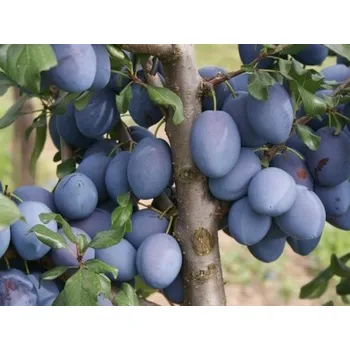 Sazenice Švestka 'Topend Plus®' Balení: prostokořenný stromek, Podnož: myrobalán