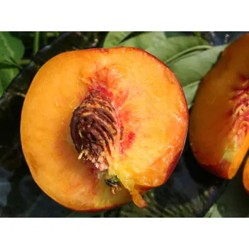 Sazenice Broskvoň 'Harrow Beauty' Balení: prostokořenný stromek, Podnož: rakoniewiczká