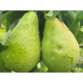 Sazenice Hrušeň 'Saphira' - k sloupovitému zapěstování Balení: prostokořenný stromek, Podnož: kavkazská