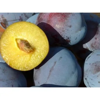 Sazenice Švestka 'Joganta' Balení: prostokořenný stromek, Podnož: myrobalán