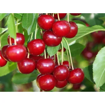 Sazenice Višeň 'Groniasta z Ujfehertoi' Balení: prostokořenný stromek, Podnož: mahalebka