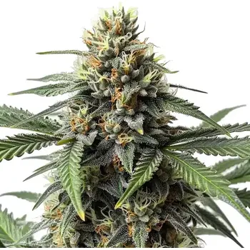 Semeno Blimburn Seeds - CR + (Critical +) 3 ks