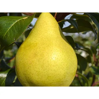 Sazenice Hrušeň 'Condo' - k sloupovitému zapěstování Balení: prostokořenný stromek, Podnož: kavkazská