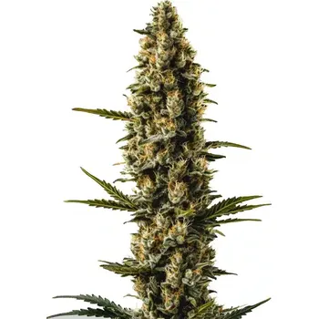 Semeno Blimburn Seeds - Sweety Auto 3 ks