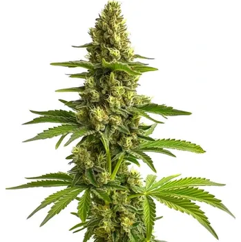 Semeno Blimburn Seeds - Bruce Banner #3 3 ks