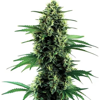 Semeno Blimburn Seeds - Northern Lights Auto 6 ks