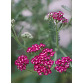 Sazenice Řebříček obecný 'Cassic' H9