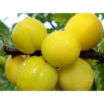 Sazenice Ruská švestka 'Gek' Balení: prostokořenný stromek, Podnož: myrobalán