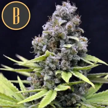 Semeno Blimburn Seeds - Critical Auto 6 ks