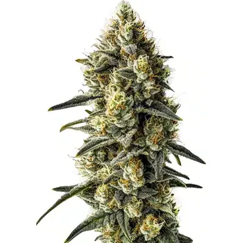 Semeno Blimburn Seeds - Cindy 99 3 ks