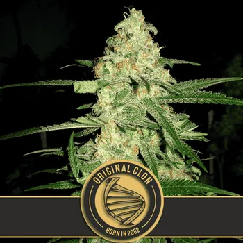 Semeno Blimburn Seeds - Original Clon 3 ks
