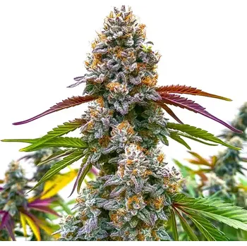 Semeno Blimburn Seeds - Critical Daddy Purple 3 ks