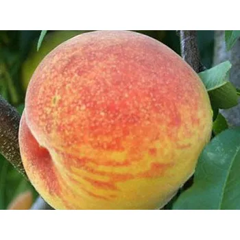 Sazenice Broskvoň 'Fenix' Balení: prostokořenný stromek, Podnož: rakoniewiczká