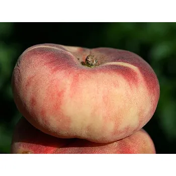 Sazenice Broskvoň 'Saturn' Balení: prostokořenný stromek, Podnož: rakoniewiczká