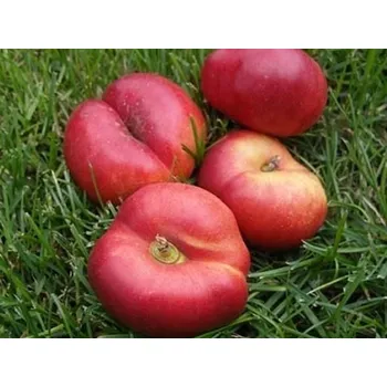 Sazenice Nektarinka 'Flateryna' Balení: prostokořenný stromek, Podnož: rakoniewiczká