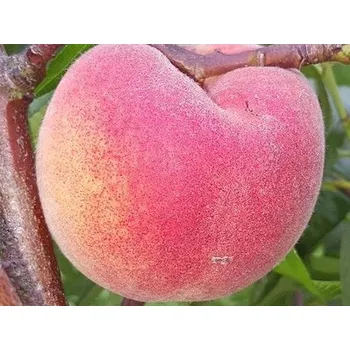 Sazenice Broskvoň 'Harnas' Balení: prostokořenný stromek, Podnož: rakoniewiczká