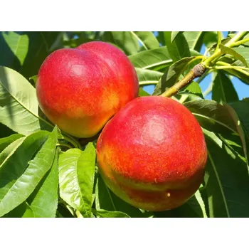 Sazenice Nektarinka 'Stark Red Gold' Balení: prostokořenný stromek, Podnož: rakoniewiczká