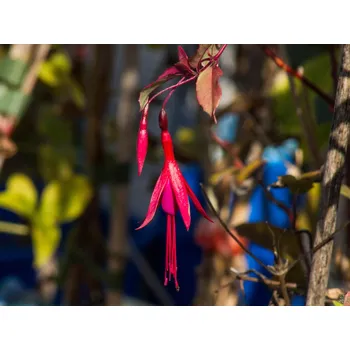 Sazenice Fuchsie magellonská 'Tricolor' Balení: kontejner C2