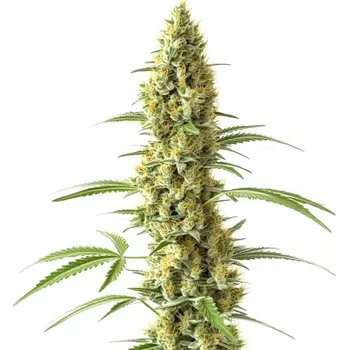 Semeno Blimburn Seeds - Tijuana 9 ks