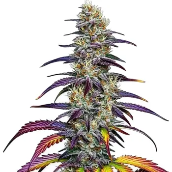 Semeno Blimburn Seeds - Blue Dream 3 ks