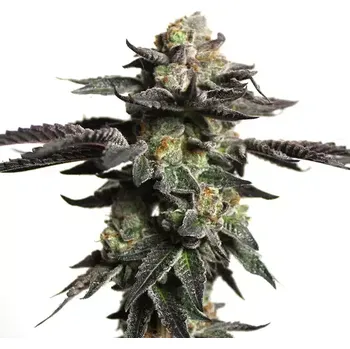 Semeno Blimburn Seeds - Zombie Death Fuck 9 ks