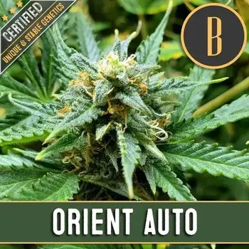 Semeno Blimburn Seeds - Orient Auto 3 ks