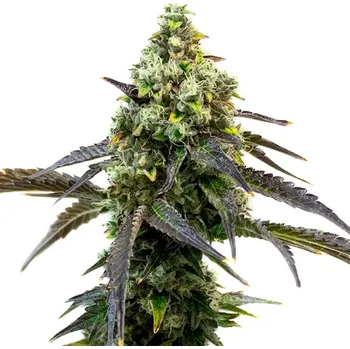 Semeno Blimburn Seeds - Café Racer 3 ks