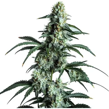 Semeno Blimburn Seeds - Sour Diesel 3 ks