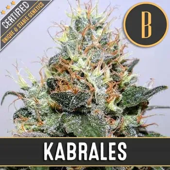Semeno Blimburn Seeds - Kabrales 3 ks