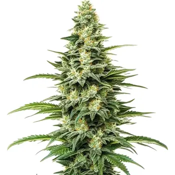 Semeno Blimburn Seeds - Kyles Skywalker OG 4 ks