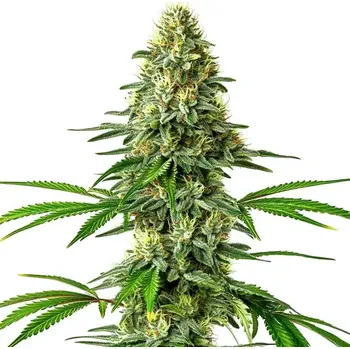 Semeno Blimburn Seeds - Santa Muerte 3 ks