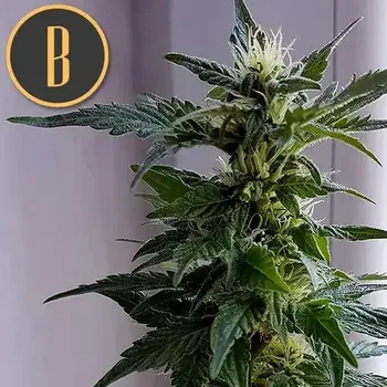 Semeno Blimburn Seeds - Kabrales Auto 3 ks
