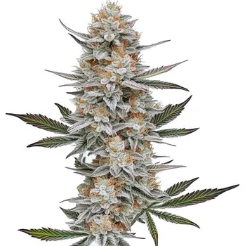 Semeno Blimburn Seeds - Chemdog #4 3 ks