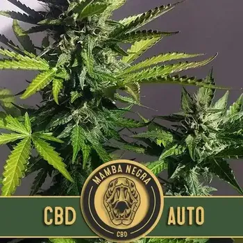 Semeno Blimburn Seeds - Mamba Negra CBD Auto 3 ks