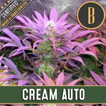 Semeno Blimburn Seeds - Cream Auto 6 ks