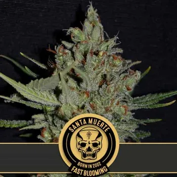 Semeno Blimburn Seeds - Santa Muerte Fast 3 ks