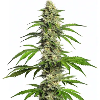 Semeno Blimburn Seeds - Girl Scout Cookies Auto 3 ks