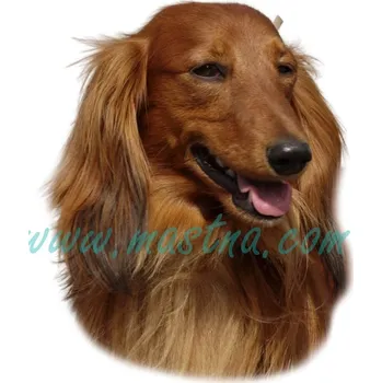 Samolepka jezevčík dlouhosrstý 234