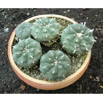 Semeno LOPHOPHORA williamsii 8 semen