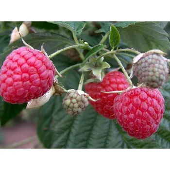 Sazenice Maliník 'Himbo Top' Balení: 3 kusy prostokořenné sazenice