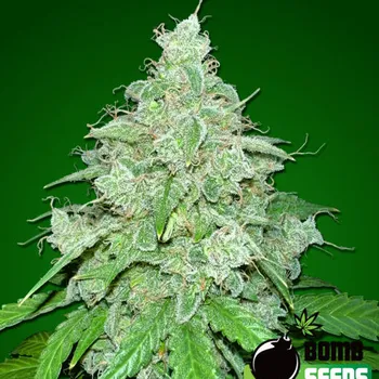 Semeno Bomb Seeds - THC Fritters Auto 5 ks
