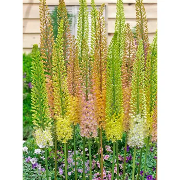 Semeno Mix liliochvostců 'Ruiter hybrid' 5 ks