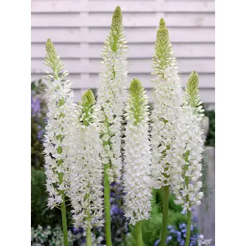 Semeno Liliochvostec 'Line dance' 1 ks