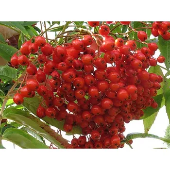 Sazenice Jeřáb 'Dodong' Balení: prostokořenný stromek, sorbus