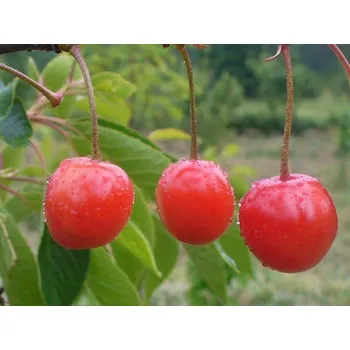 Sazenice Třešňovišeň 'Hortensia' Balení: prostokořenný stromek, Podnož: mahalebka