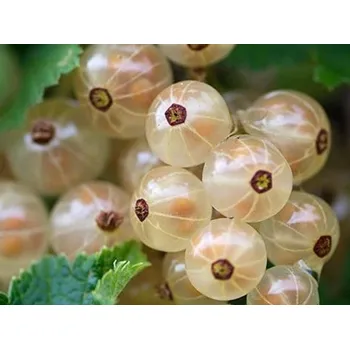 Sazenice Rybíz 'Weisse Versailles' Balení: prostokořenný keř