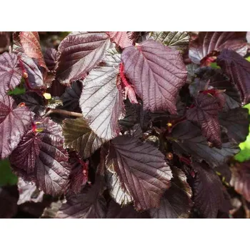 Sazenice Líska 'Varšavská červená' Balení: prostokořenný keř