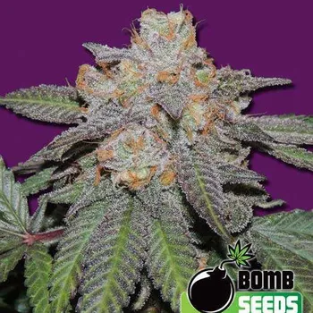 Semeno Bomb Seeds - Cherry Bomb Auto 10 ks
