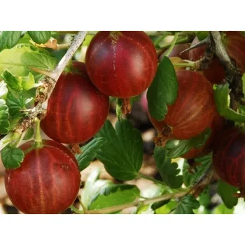 Sazenice Angrešt 'Spinefree' Balení: prostokořenný keř