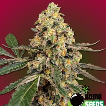 Semeno Bomb Seeds - THC Fritters 5 ks